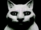 chat-miaou-glauque-peur-parano-psycho-maniaque-angoisse-chelou-cat