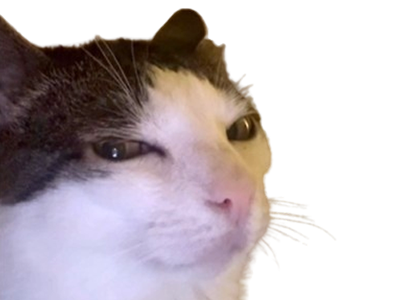 chat luna monkeycatluna regard suspicieux