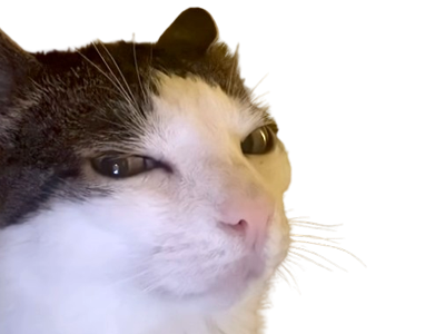 chat monkeycatluna monkey cat luna crunchy regard suspicieux enerve colere juge jugement malicieux blanc