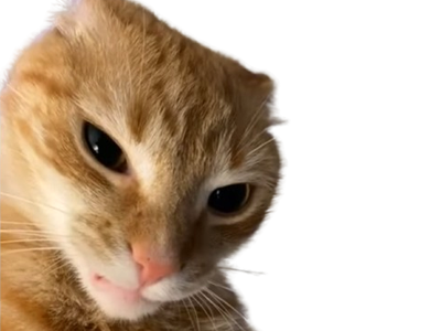 chat ratchet cat regard enerve colere orange roux angry mecontent wtf meme