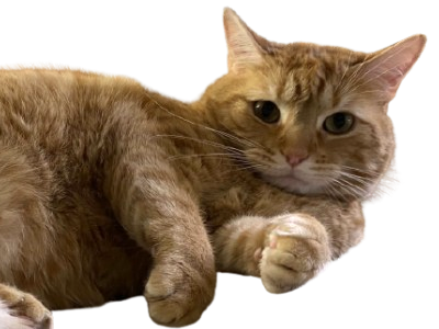 chat cat orange roux pose ecoute gros chill surpris regard couche oklm neutre