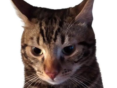 chat cat yuberto yoshi angry fache enerve colere regard tigre mecontent juge jugement bagarre