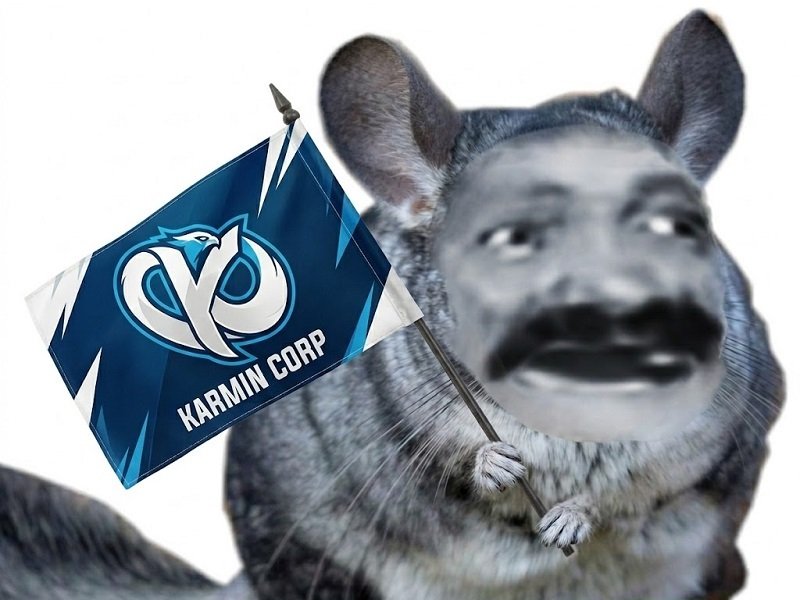 chinchilla kc blue ahi hurle fan karmin corp caliste souris hamster supporter