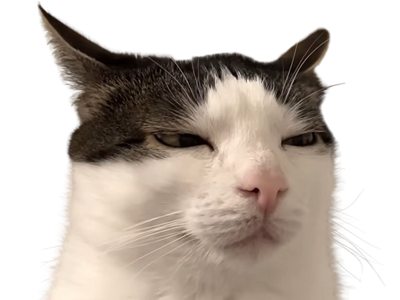 chat monkeycatluna monkey cat luna crunchy crunchycatluna regard fatigue juge jugement blanc