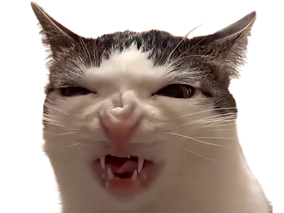 chat monkeycatluna monkey cat luna crunchy crunchycatluna regard blanc wtf feule feulement hiss hein degout