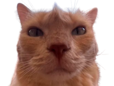 chat morris cat crete mohawk chad regard fixe juge jugement orange roux rebelle punk