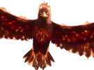 aigle-feu