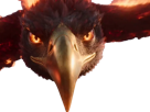 aigle-feu
