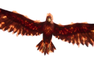 aigle-feu
