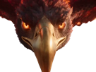 aigle-feu