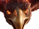aigle-feu