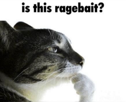 chat-pensif-penseur-pense-reflexion-reflechit-is-this-ragebait-rage-bait