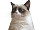 chat-grumpycat-grumpy-cat-regard-juge-jugement-grincheux-nain-blanc-meme-tardarsauce-tardar-sauce