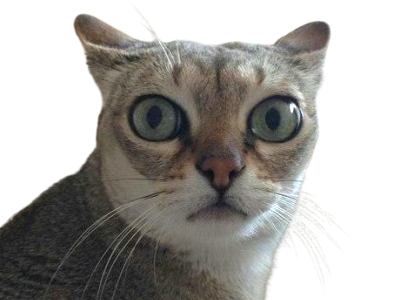 chat chamma stone chammastone emma cat regard etonne chokbar surpris meme original