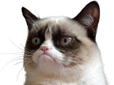 chat grumpycat grumpy cat regard juge jugement grincheux nain blanc meme tardarsauce tardar sauce original