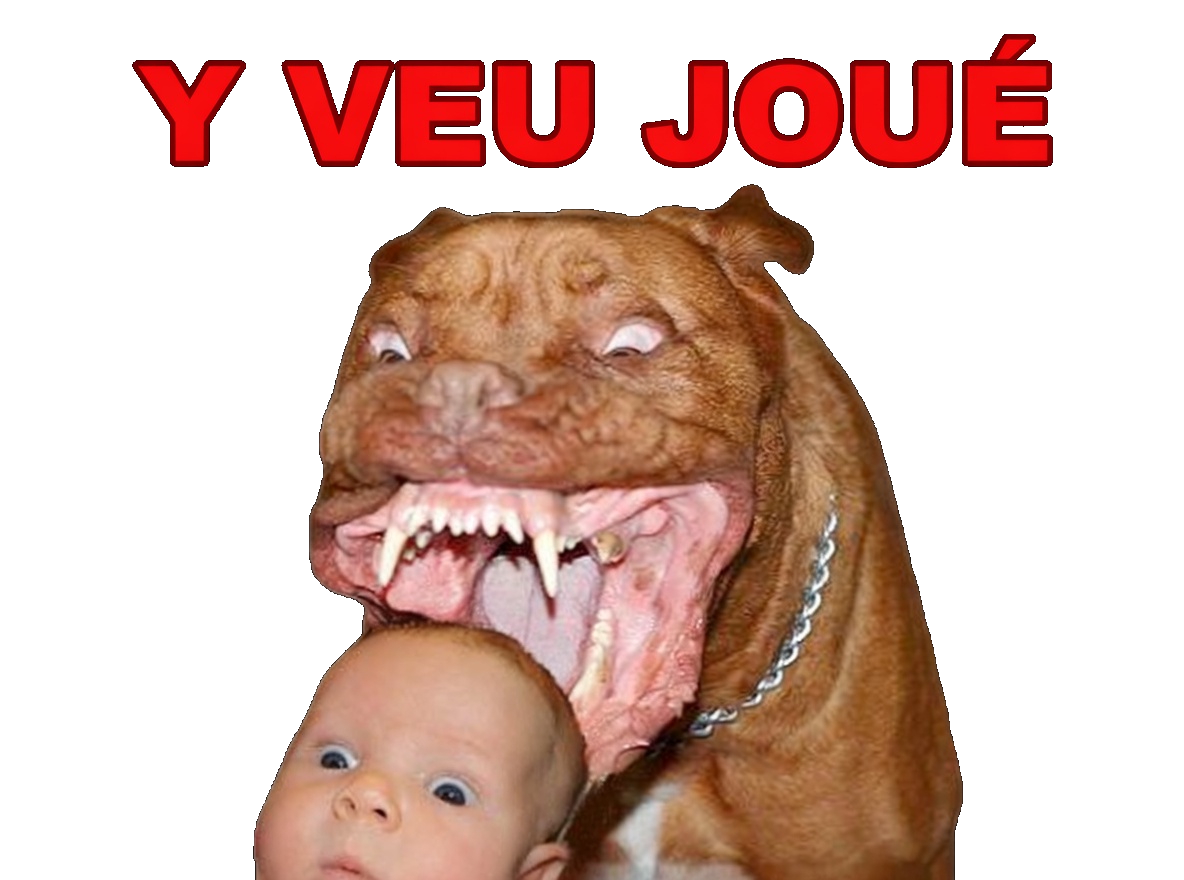 risitas gentil selection chien pitbull mechant naturelle pitbulled golem le y veu joue jouer bebe