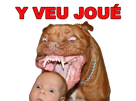 risitas-gentil-selection-chien-pitbull-mechant-naturelle-pitbulled-golem-le-y-veu-joue-jouer-bebe