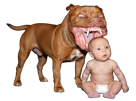 risitas-gentil-selection-chien-pitbull-mechant-naturelle-pitbulled-golem-le-y-veu-joue-jouer-bebe