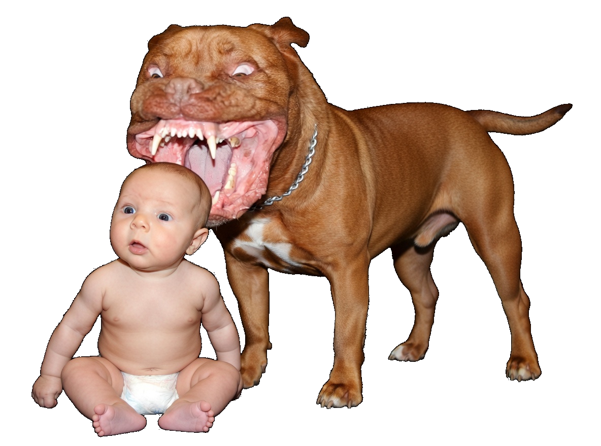 risitas gentil selection chien pitbull mechant naturelle pitbulled golem le y veu joue jouer bebe