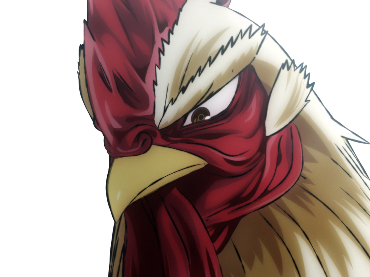 niwatori fighter rooster coq de baston keiji