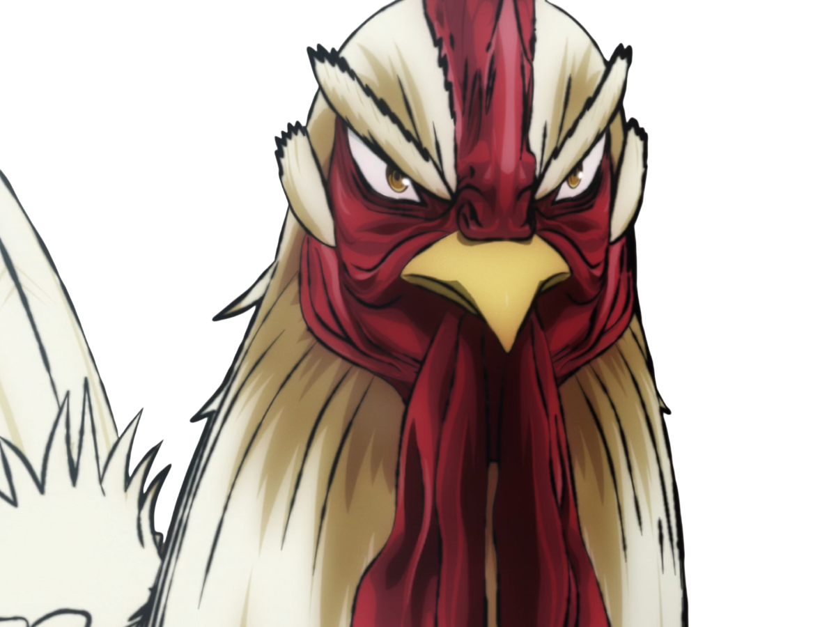 niwatori fighter rooster coq de baston keiji