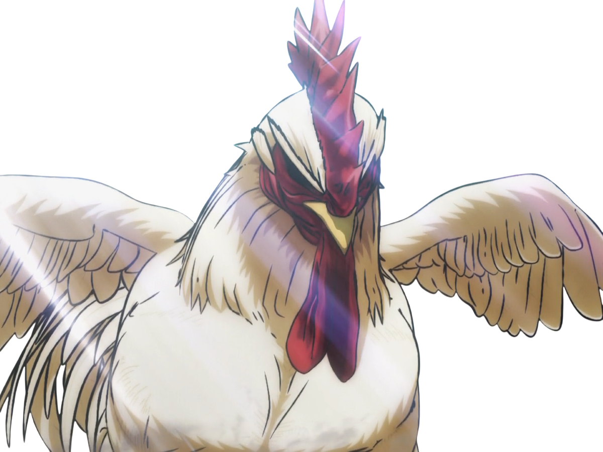 niwatori fighter rooster coq de baston keiji
