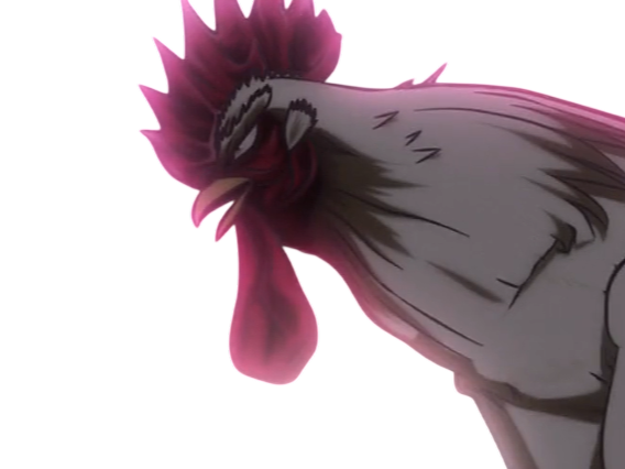 niwatori fighter rooster coq de baston keiji