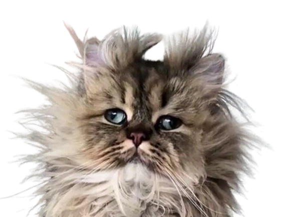 chat endormi reveille wake awake