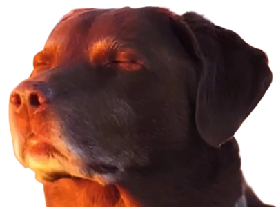 chien dog finito wallahi yeux fermes meme cooked perro adieu eteint mort dead tant pis