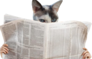 chat-journal-espion-lire-cache-discret-cat
