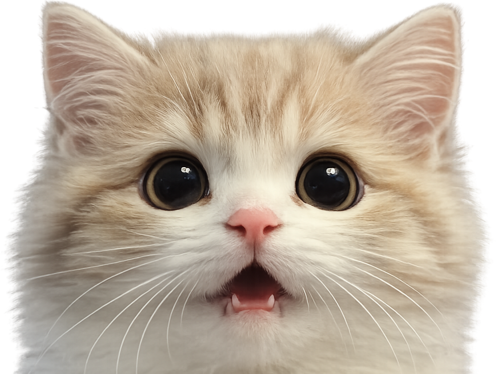 chat mignon cat yeux noirs noir joyeux miam chatte heureux content blanc joie sourire knifos