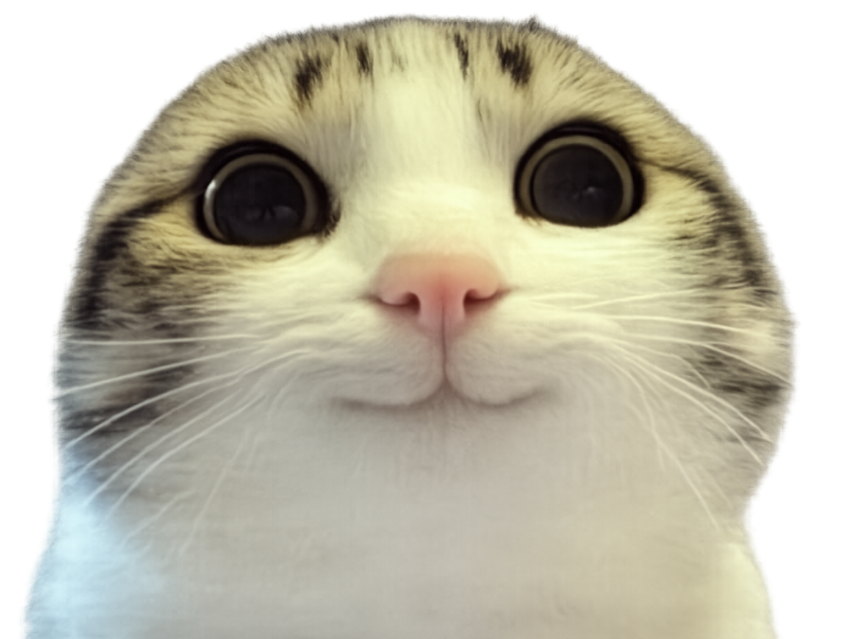 chat regard intense cat gros yeux noir noirs fixe mignon innocent sassy malicieux idee knifos