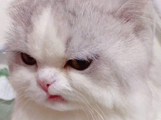 chat beurk degeu degout