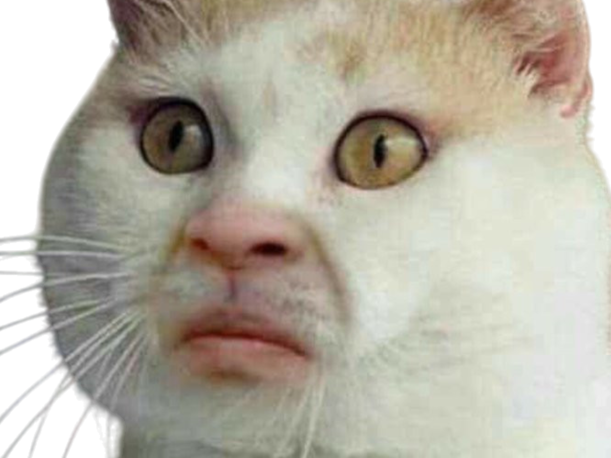 chat jean-luc melenchon jean luc tete sosie visage yeux gros etonne