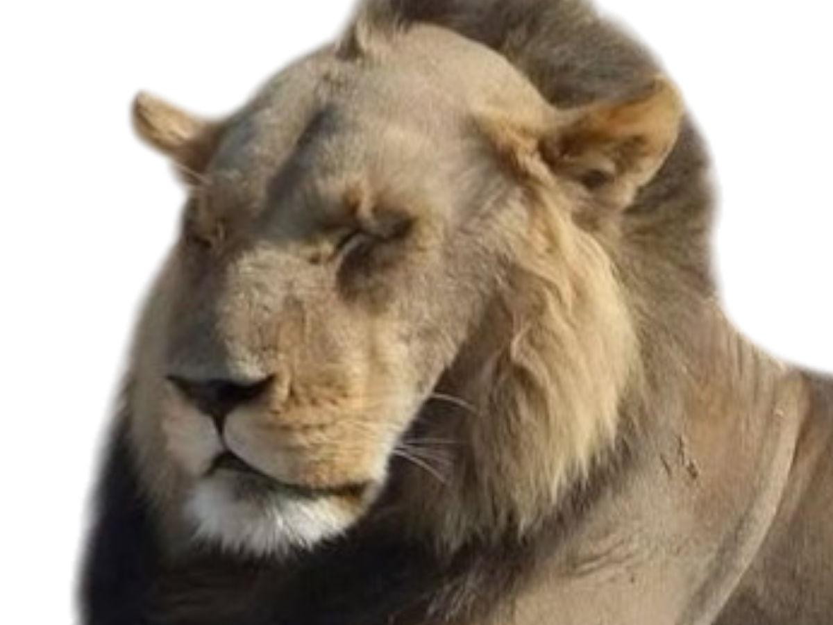 lion calvasse calvitie chauve front fatigue