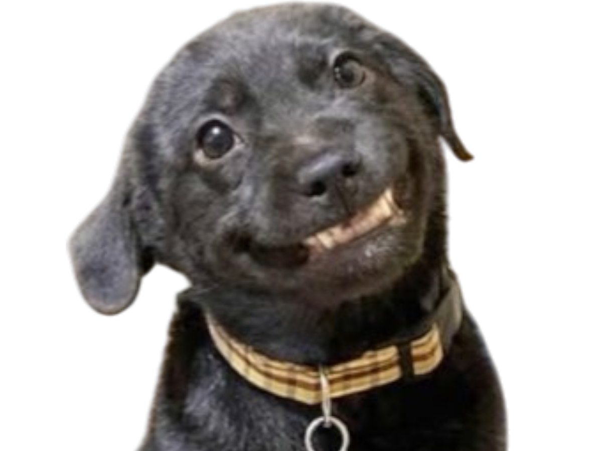 chien noir sourire refuge triste mignon kawai kawaii