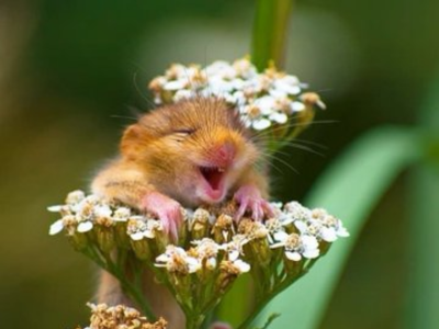 souris des champs baille baillement dort fleur mignon mignonne kawai kawaii