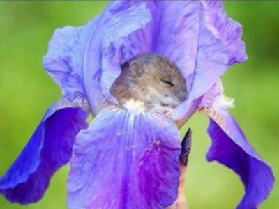 souris des champs dort fleur mignon mignonne kawai kawaii