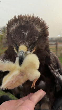 nugget bird avale vole aigle eagle plume dej goute midi pred plat dine yum gobe