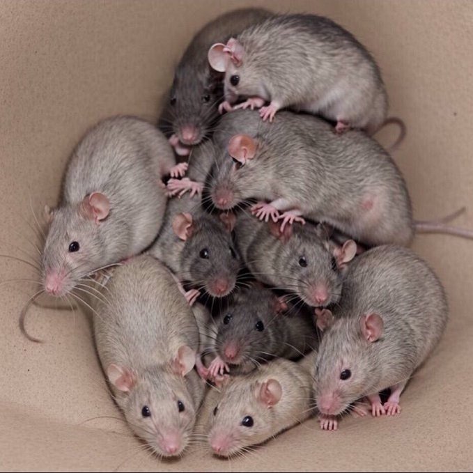 raton mouse ronge mulot patte queso cheese ratz taupe ratatouille parasite bestiole larve colonie rabin