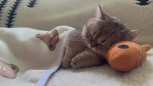 calm chillax repos pause rest nap sofa bed ronfle rever sueno cama nite noche gato