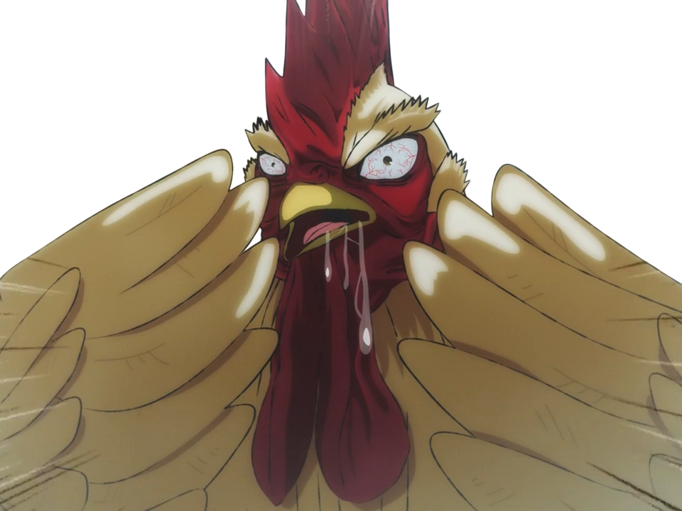 niwatori fighter rooster coq de baston keiji
