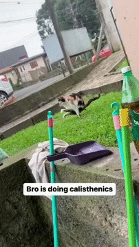 silla sit sat seat wc toilet bano bath sofa trone assis gato pee ill odor