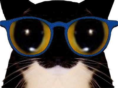 chat lunettes zoom