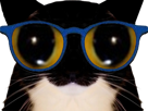 chat-lunettes-zoom