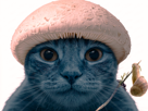 chat-schtroumpf-bleu-we-live-love-lie-meme-smurf-cat-miroir-escargot-champignon