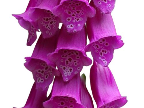 digitale fleur pourpre violette toxique fern lieden fic bloop