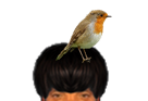 puceauetseul-puceau-seul-golem-bas-narquois-rougegorge-rouge-gorge-oiseau-oiseaux-tete-pioupiou-ent-issou