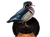 puceauetseul puceau seul golem bas naturelle issou ayaaaaa ent canard branchu oiseaux coincoin coin bec