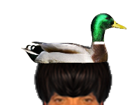 puceauetseul puceau seul golem bas naturelle issou ayaaaaa ent canard colvert oiseaux oiseau coincoin bec